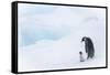 Snow Hill Island, Antarctica. Emperor penguin parent out for a walk with tiny chick.-Dee Ann Pederson-Framed Stretched Canvas