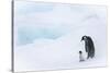 Snow Hill Island, Antarctica. Emperor penguin parent out for a walk with tiny chick.-Dee Ann Pederson-Stretched Canvas