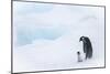 Snow Hill Island, Antarctica. Emperor penguin parent out for a walk with tiny chick.-Dee Ann Pederson-Mounted Photographic Print