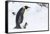 Snow Hill Island, Antarctica. Emperor penguin parent walking with chick on feet.-Dee Ann Pederson-Framed Stretched Canvas