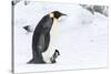 Snow Hill Island, Antarctica. Emperor penguin parent walking with chick on feet.-Dee Ann Pederson-Stretched Canvas