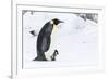 Snow Hill Island, Antarctica. Emperor penguin parent walking with chick on feet.-Dee Ann Pederson-Framed Photographic Print