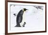 Snow Hill Island, Antarctica. Emperor penguin parent walking with chick on feet.-Dee Ann Pederson-Framed Photographic Print