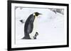 Snow Hill Island, Antarctica. Emperor penguin parent walking with chick on feet.-Dee Ann Pederson-Framed Photographic Print