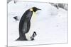 Snow Hill Island, Antarctica. Emperor penguin parent walking with chick on feet.-Dee Ann Pederson-Mounted Photographic Print