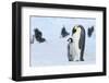 Snow Hill Island, Antarctica. Emperor penguin parent with juvenile.-Dee Ann Pederson-Framed Photographic Print