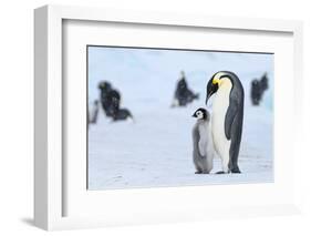 Snow Hill Island, Antarctica. Emperor penguin parent with juvenile.-Dee Ann Pederson-Framed Photographic Print