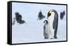 Snow Hill Island, Antarctica. Emperor penguin parent with juvenile.-Dee Ann Pederson-Framed Stretched Canvas