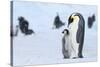 Snow Hill Island, Antarctica. Emperor penguin parent with juvenile.-Dee Ann Pederson-Stretched Canvas
