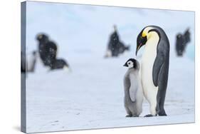 Snow Hill Island, Antarctica. Emperor penguin parent with juvenile.-Dee Ann Pederson-Stretched Canvas