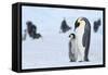 Snow Hill Island, Antarctica. Emperor penguin parent with juvenile.-Dee Ann Pederson-Framed Stretched Canvas