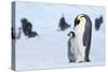 Snow Hill Island, Antarctica. Emperor penguin parent with juvenile.-Dee Ann Pederson-Stretched Canvas