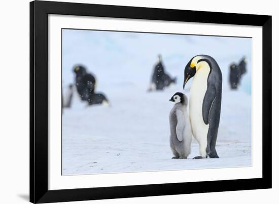 Snow Hill Island, Antarctica. Emperor penguin parent with juvenile.-Dee Ann Pederson-Framed Photographic Print