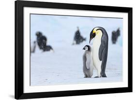 Snow Hill Island, Antarctica. Emperor penguin parent with juvenile.-Dee Ann Pederson-Framed Photographic Print