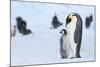 Snow Hill Island, Antarctica. Emperor penguin parent with juvenile.-Dee Ann Pederson-Mounted Photographic Print