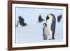 Snow Hill Island, Antarctica. Emperor penguin parent with juvenile.-Dee Ann Pederson-Framed Photographic Print