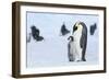 Snow Hill Island, Antarctica. Emperor penguin parent with juvenile.-Dee Ann Pederson-Framed Photographic Print