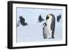 Snow Hill Island, Antarctica. Emperor penguin parent with juvenile.-Dee Ann Pederson-Framed Photographic Print