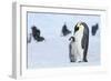 Snow Hill Island, Antarctica. Emperor penguin parent with juvenile.-Dee Ann Pederson-Framed Photographic Print