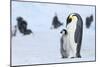 Snow Hill Island, Antarctica. Emperor penguin parent with juvenile.-Dee Ann Pederson-Mounted Photographic Print