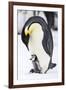 Snow Hill Island, Antarctica. Emperor penguin parent with tiny chick on feet begging.-Dee Ann Pederson-Framed Photographic Print