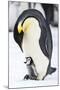 Snow Hill Island, Antarctica. Emperor penguin parent with tiny chick on feet begging.-Dee Ann Pederson-Mounted Photographic Print