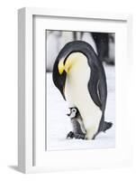 Snow Hill Island, Antarctica. Emperor penguin parent with tiny chick on feet begging.-Dee Ann Pederson-Framed Photographic Print