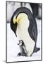 Snow Hill Island, Antarctica. Emperor penguin parent with tiny chick on feet begging.-Dee Ann Pederson-Mounted Photographic Print