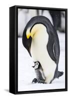 Snow Hill Island, Antarctica. Emperor penguin parent with tiny chick on feet begging.-Dee Ann Pederson-Framed Stretched Canvas
