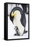 Snow Hill Island, Antarctica. Emperor penguin parent with tiny chick on feet begging.-Dee Ann Pederson-Framed Stretched Canvas