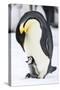 Snow Hill Island, Antarctica. Emperor penguin parent with tiny chick on feet begging.-Dee Ann Pederson-Stretched Canvas