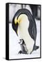 Snow Hill Island, Antarctica. Emperor penguin parent with tiny chick on feet begging.-Dee Ann Pederson-Framed Stretched Canvas