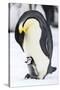 Snow Hill Island, Antarctica. Emperor penguin parent with tiny chick on feet begging.-Dee Ann Pederson-Stretched Canvas