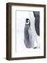 Snow Hill Island, Antarctica. Juvenile emperor penguin chick stays close to its parent.-Dee Ann Pederson-Framed Photographic Print