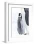 Snow Hill Island, Antarctica. Juvenile emperor penguin chick stays close to its parent.-Dee Ann Pederson-Framed Photographic Print