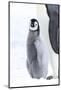 Snow Hill Island, Antarctica. Juvenile emperor penguin chick stays close to its parent.-Dee Ann Pederson-Mounted Photographic Print