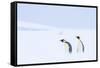 Snow Hill Island, Antarctica. Pair of Emperor penguins traversing the ice shelf during a storm.-Dee Ann Pederson-Framed Stretched Canvas