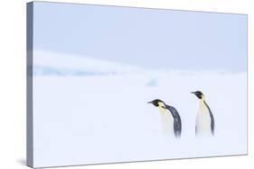 Snow Hill Island, Antarctica. Pair of Emperor penguins traversing the ice shelf during a storm.-Dee Ann Pederson-Stretched Canvas