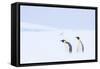 Snow Hill Island, Antarctica. Pair of Emperor penguins traversing the ice shelf during a storm.-Dee Ann Pederson-Framed Stretched Canvas