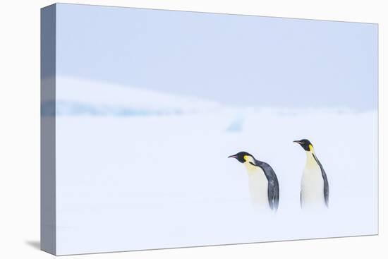 Snow Hill Island, Antarctica. Pair of Emperor penguins traversing the ice shelf during a storm.-Dee Ann Pederson-Stretched Canvas