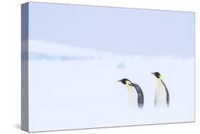 Snow Hill Island, Antarctica. Pair of Emperor penguins traversing the ice shelf during a storm.-Dee Ann Pederson-Stretched Canvas