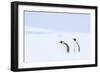 Snow Hill Island, Antarctica. Pair of Emperor penguins traversing the ice shelf during a storm.-Dee Ann Pederson-Framed Photographic Print