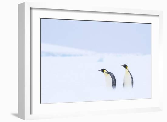 Snow Hill Island, Antarctica. Pair of Emperor penguins traversing the ice shelf during a storm.-Dee Ann Pederson-Framed Photographic Print