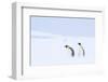 Snow Hill Island, Antarctica. Pair of Emperor penguins traversing the ice shelf during a storm.-Dee Ann Pederson-Framed Photographic Print