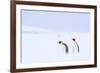 Snow Hill Island, Antarctica. Pair of Emperor penguins traversing the ice shelf during a storm.-Dee Ann Pederson-Framed Photographic Print