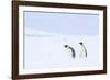 Snow Hill Island, Antarctica. Pair of Emperor penguins traversing the ice shelf during a storm.-Dee Ann Pederson-Framed Photographic Print