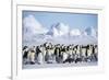 Snow Hill Island, Antarctica. Scenic emperor penguin colony with chicks on a sunny day.-Dee Ann Pederson-Framed Photographic Print