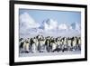 Snow Hill Island, Antarctica. Scenic emperor penguin colony with chicks on a sunny day.-Dee Ann Pederson-Framed Photographic Print