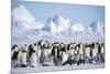 Snow Hill Island, Antarctica. Scenic emperor penguin colony with chicks on a sunny day.-Dee Ann Pederson-Mounted Photographic Print