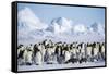 Snow Hill Island, Antarctica. Scenic emperor penguin colony with chicks on a sunny day.-Dee Ann Pederson-Framed Stretched Canvas